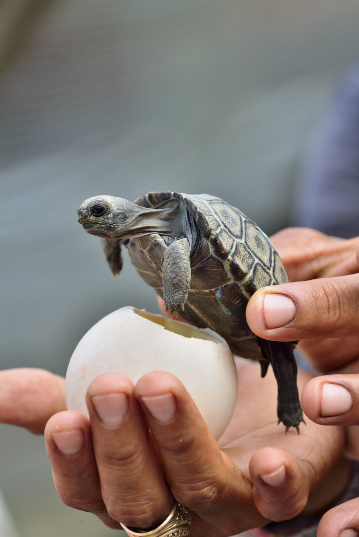 Riesenschildkröte in spe.