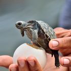 Riesenschildkröte in spe.