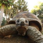 Riesenschildkröte - Mauritius