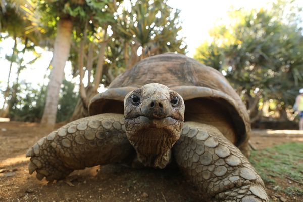Riesenschildkröte - Mauritius