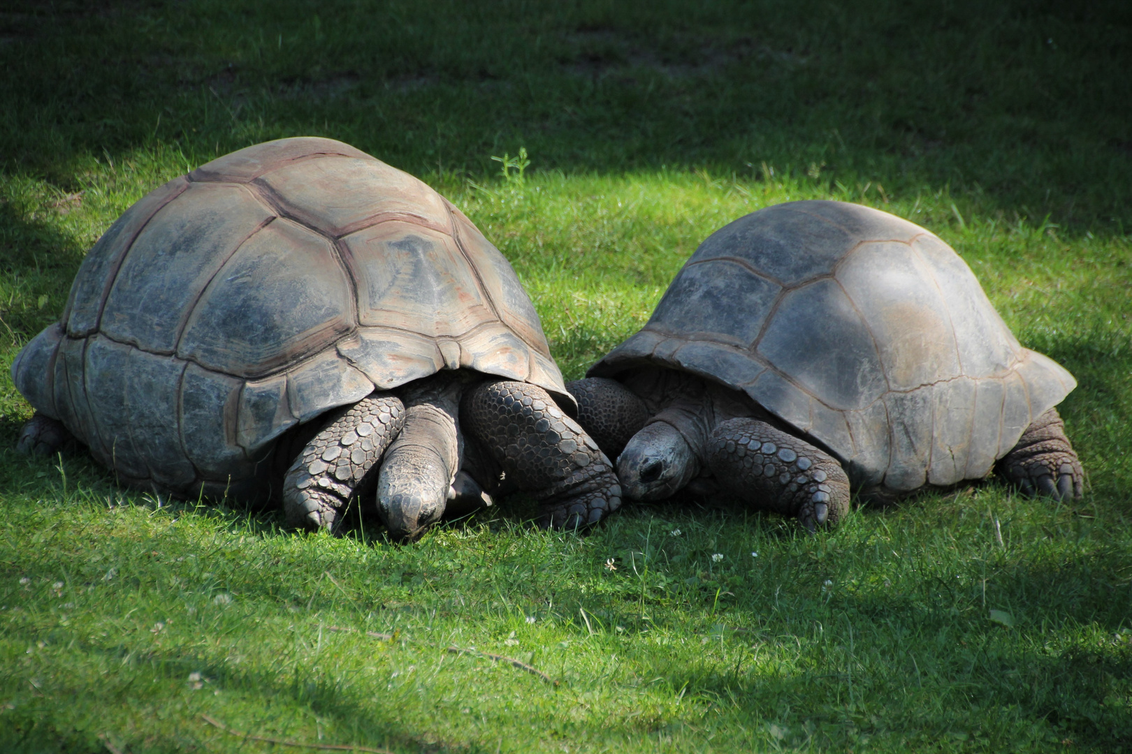 Riesenschildkröten