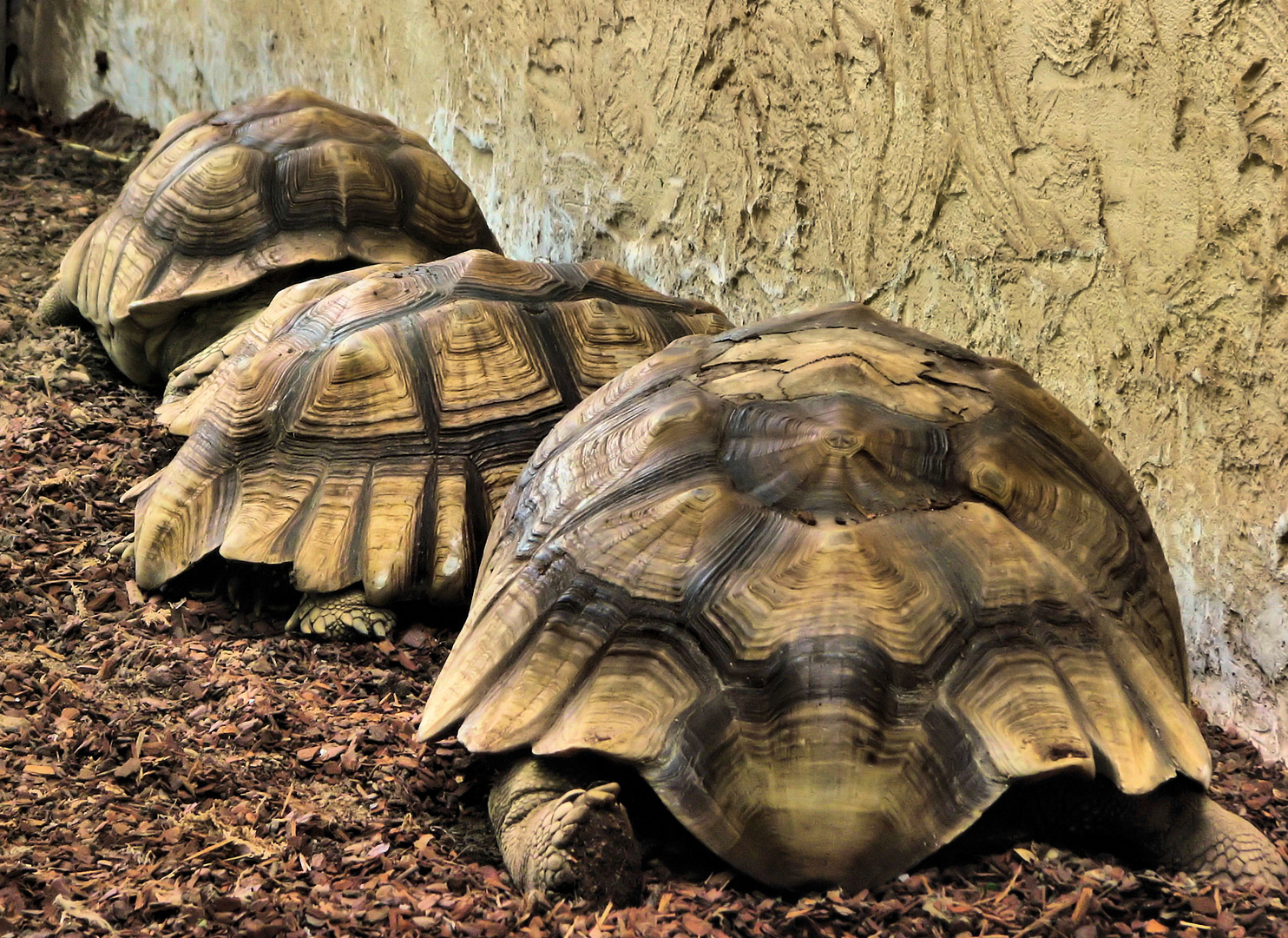 Riesenschildkröten