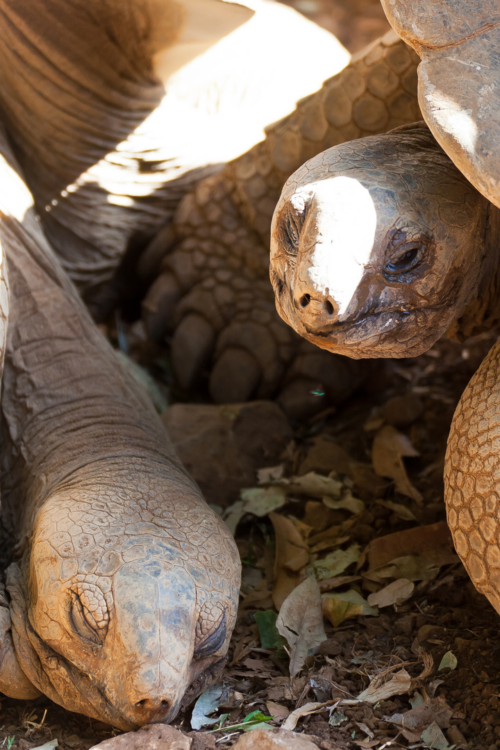 Riesenschildkröten (Aldabrachelys) beim Mittagsschlaf..., Mauritius