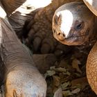 Riesenschildkröten (Aldabrachelys) beim Mittagsschlaf..., Mauritius