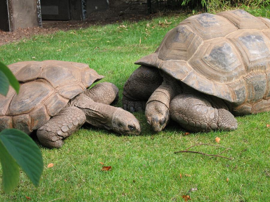 Riesenschildkröten aus dem Zoo Bochum