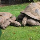 Riesenschildkröten aus dem Zoo Bochum