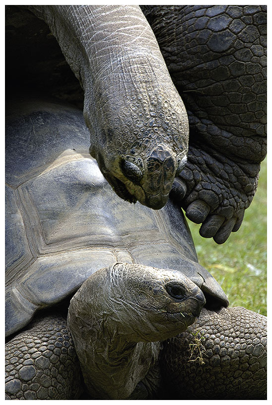 Riesenschildkröten in Extase