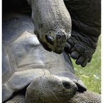 Riesenschildkröten in Extase