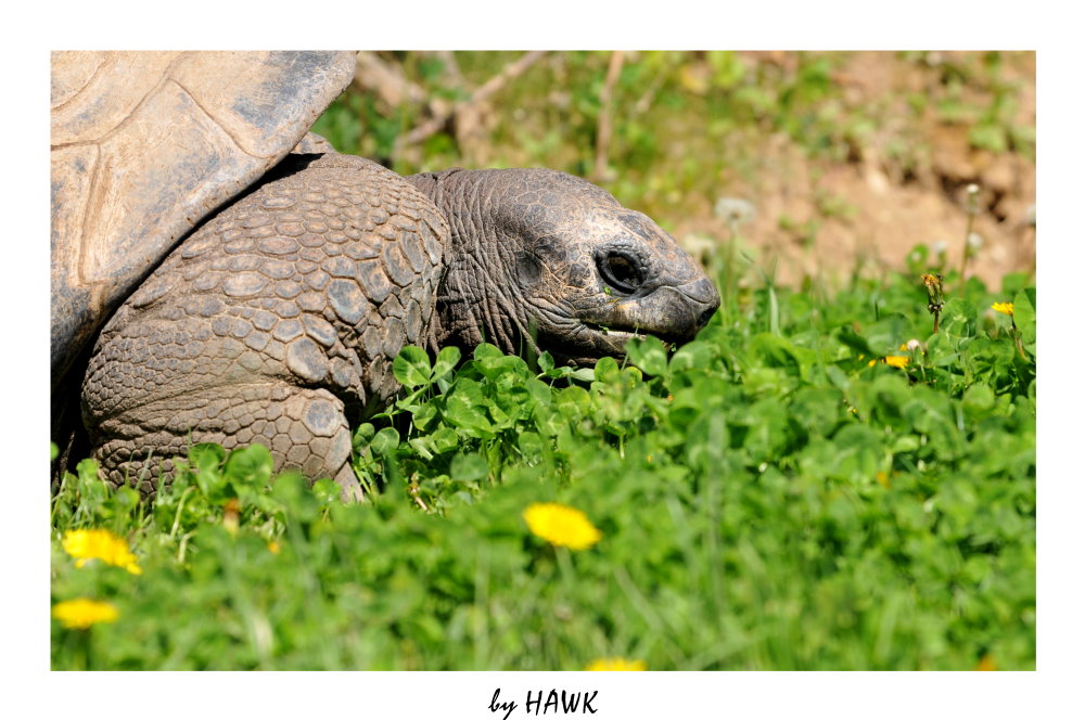 Riesenschildkröten-Porträit