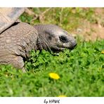Riesenschildkröten-Porträit