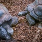 Riesenschildkröten - Tierpark Hagenbeck/Hamburg