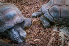 Riesenschildkröten - Tierpark Hagenbeck/Hamburg