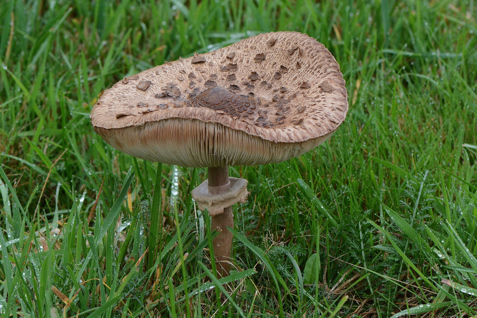 Riesenschirmling oder Parasol