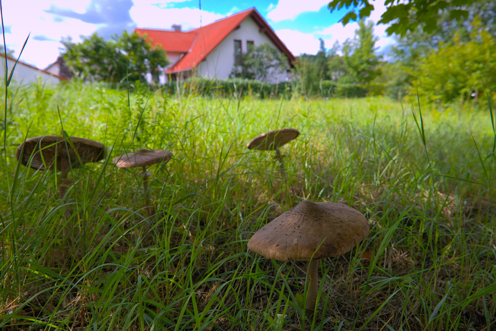 Riesenschirmlinge im Anfang Juli