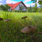 Riesenschirmlinge im Anfang Juli