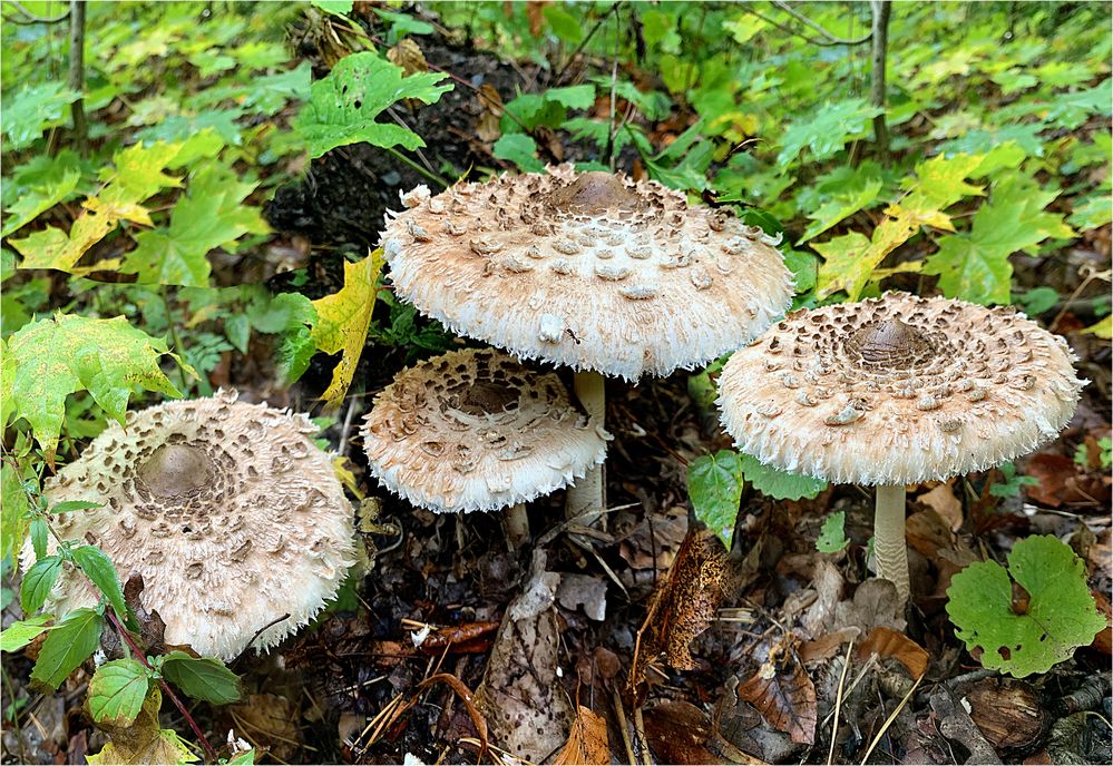   Riesenschirmpilz syn. Parasolpilz (Macrolepiota procera) 