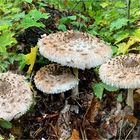   Riesenschirmpilz syn. Parasolpilz (Macrolepiota procera) 