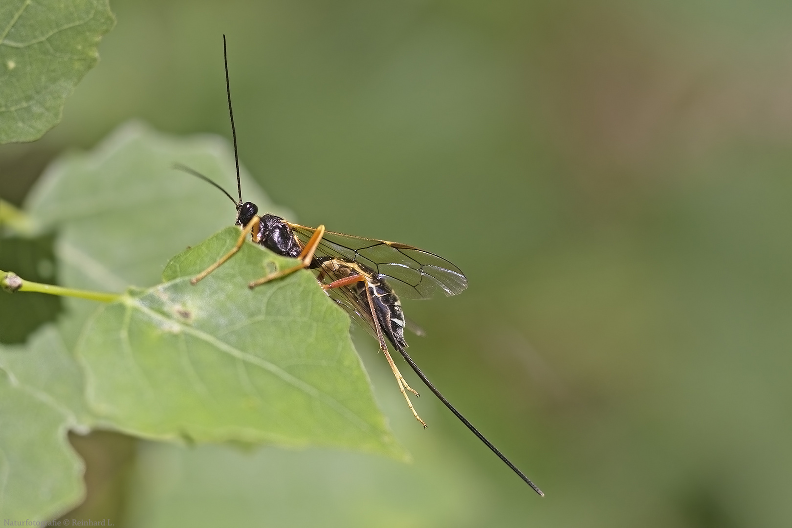  Riesenschlupfwespe