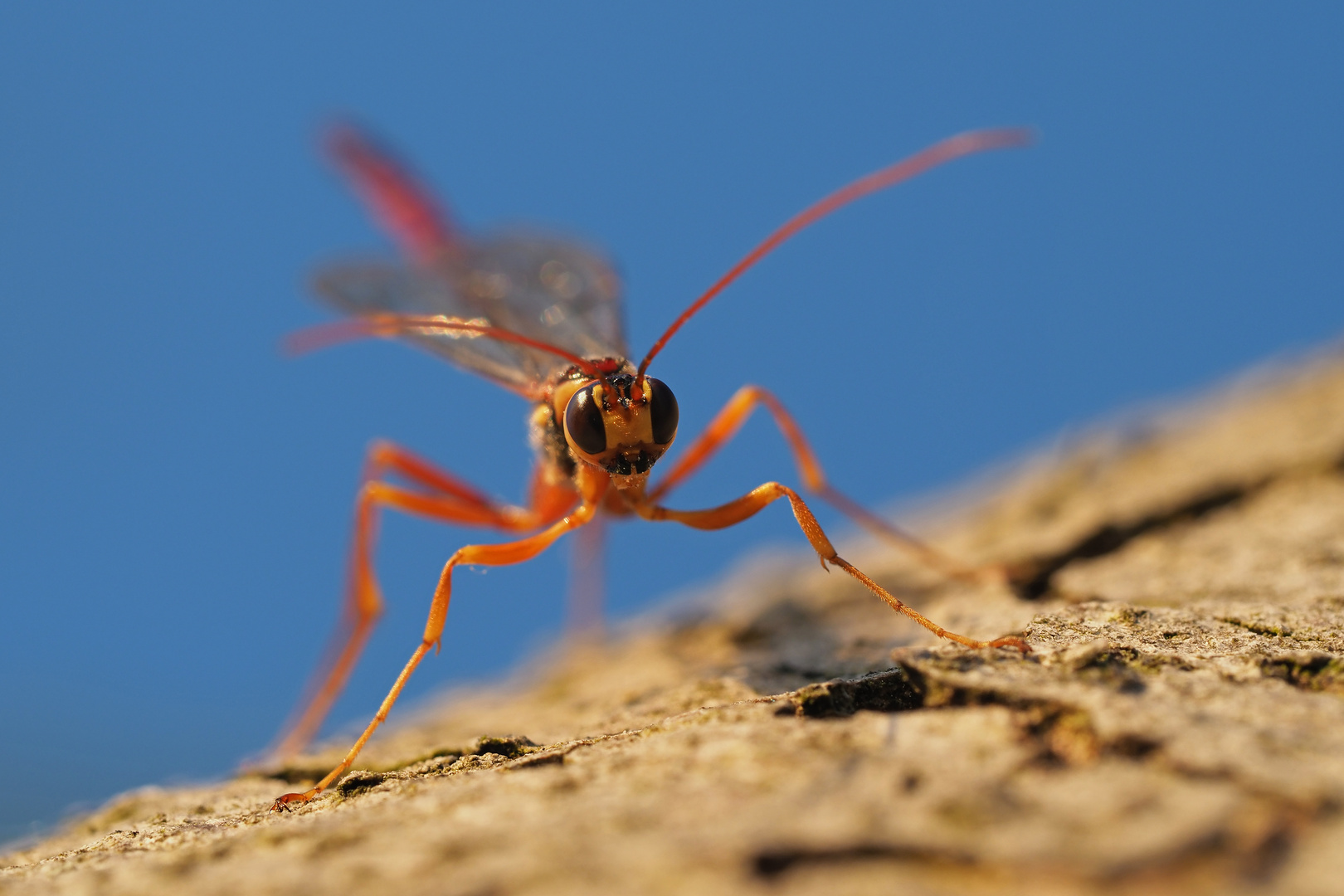 Riesenschlupfwespe