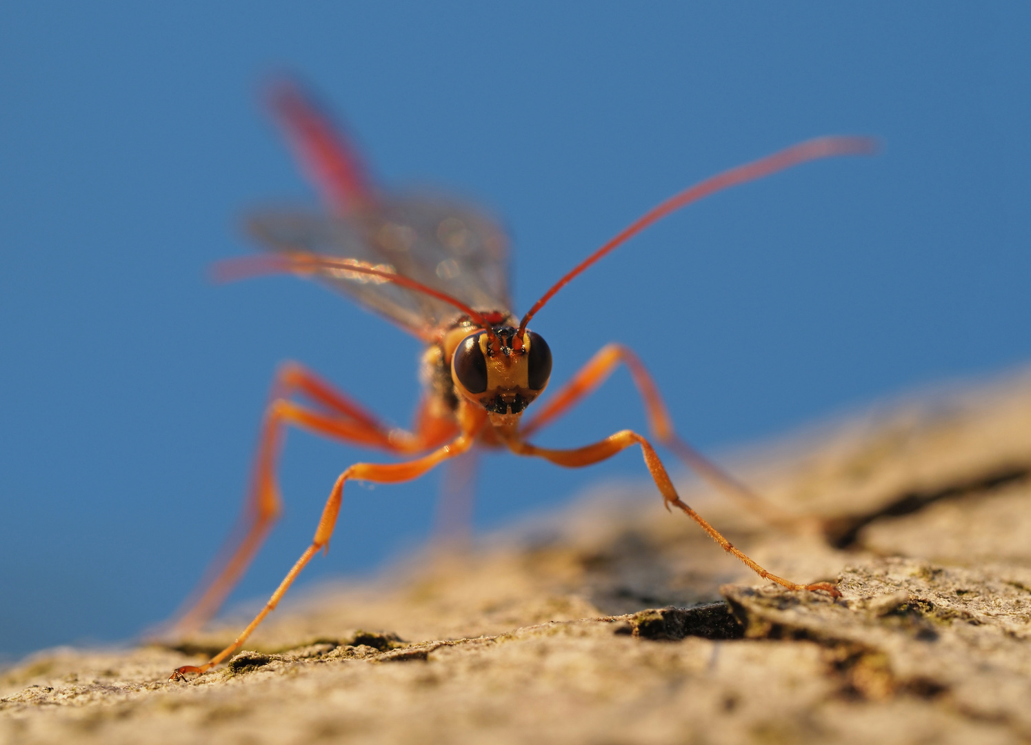 Riesenschlupfwespe