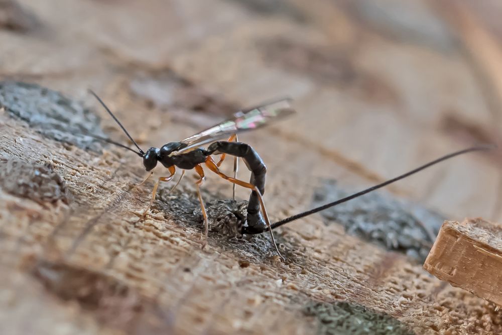 Riesenschlupfwespe (Dolichomitus imperator)