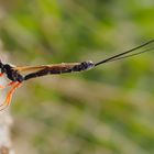 Riesenschlupfwespe (Dolichomitus imperator)