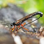 Riesenschlupfwespe (Dolichomitus imperator)