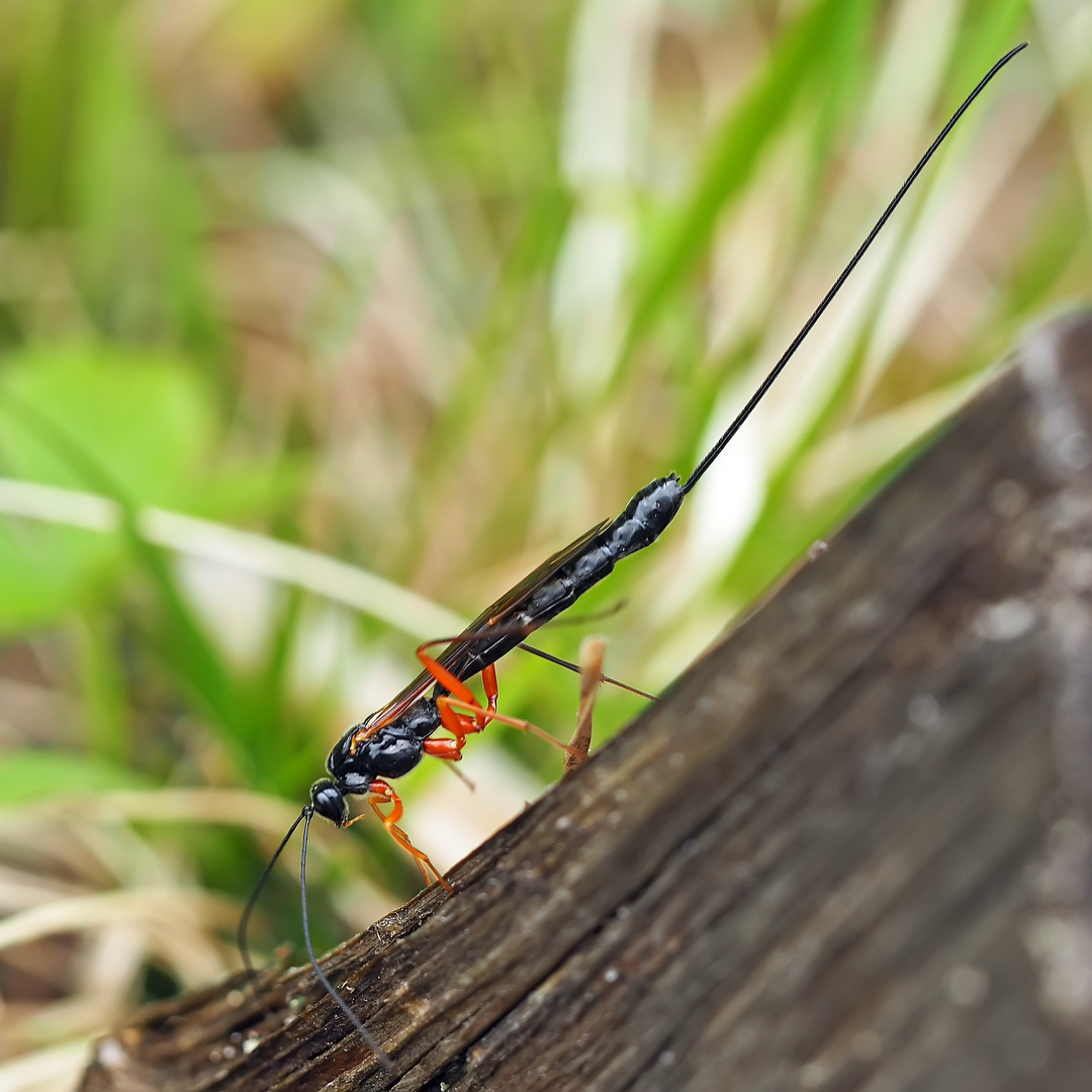 Riesenschlupfwespe (Dolichomitus imperator)