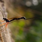 Riesenschlupfwespe (Dolichomitus imperator)