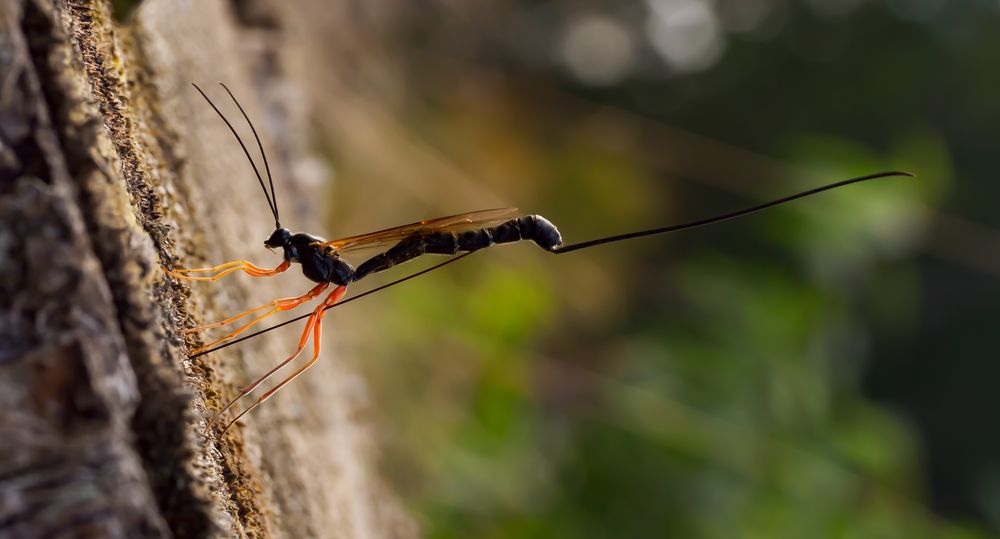 Riesenschlupfwespe (Dolichomitus imperator)