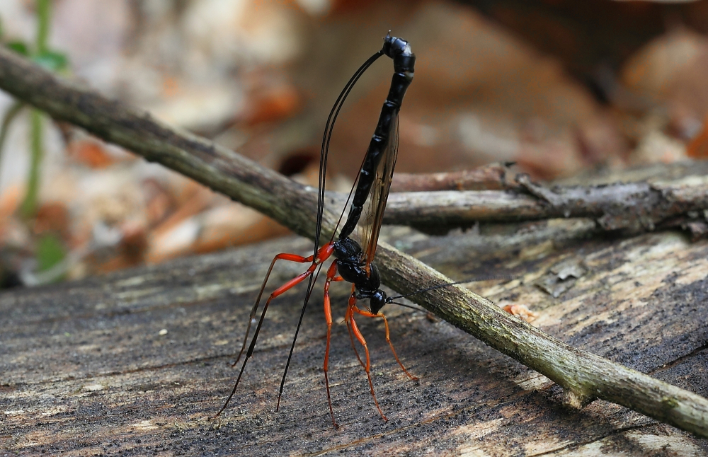 Riesenschlupfwespe (Dolichomitus imperator)