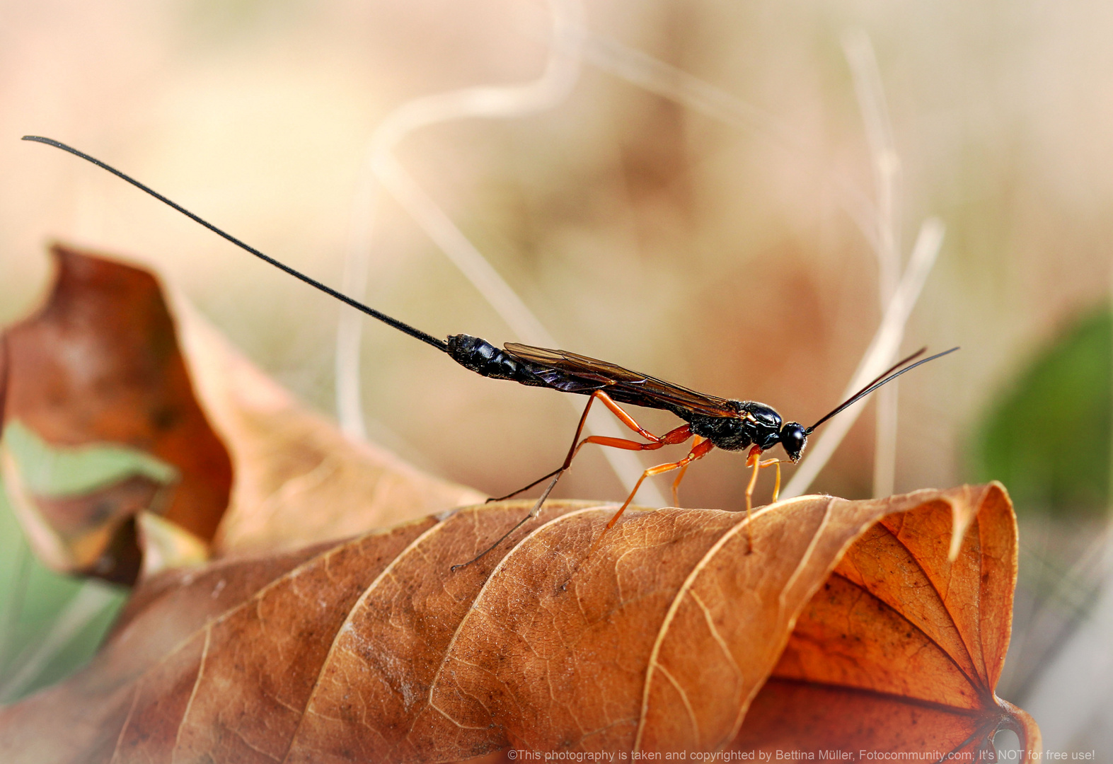 Riesenschlupfwespe - Dolichomitus imperator