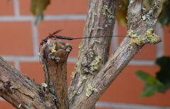 Riesenschlupfwespe (Dolichomitus imperator) im heimischen Garten