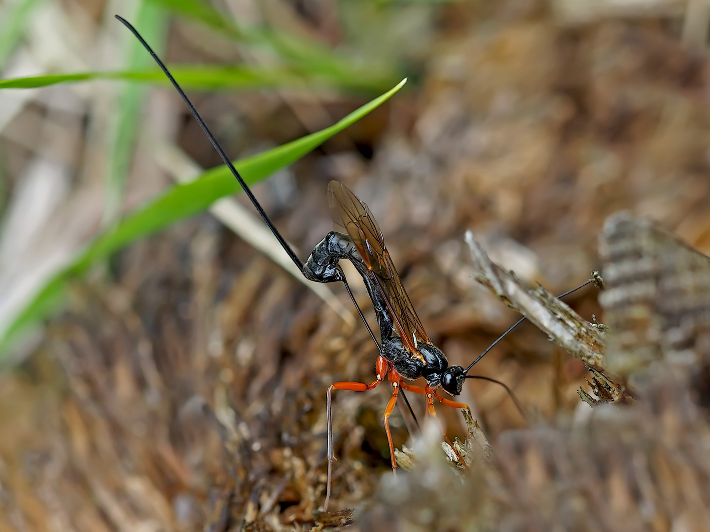 Riesenschlupfwespe (Dolichomitus imperator) - L'ichneumon en travail...