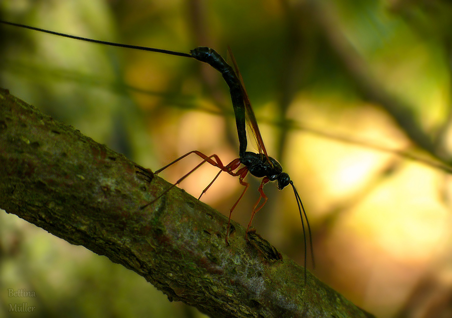 Riesenschlupfwespe (Dolichomitus imperator) Weibchen