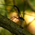 Riesenschlupfwespe (Dolichomitus imperator) Weibchen