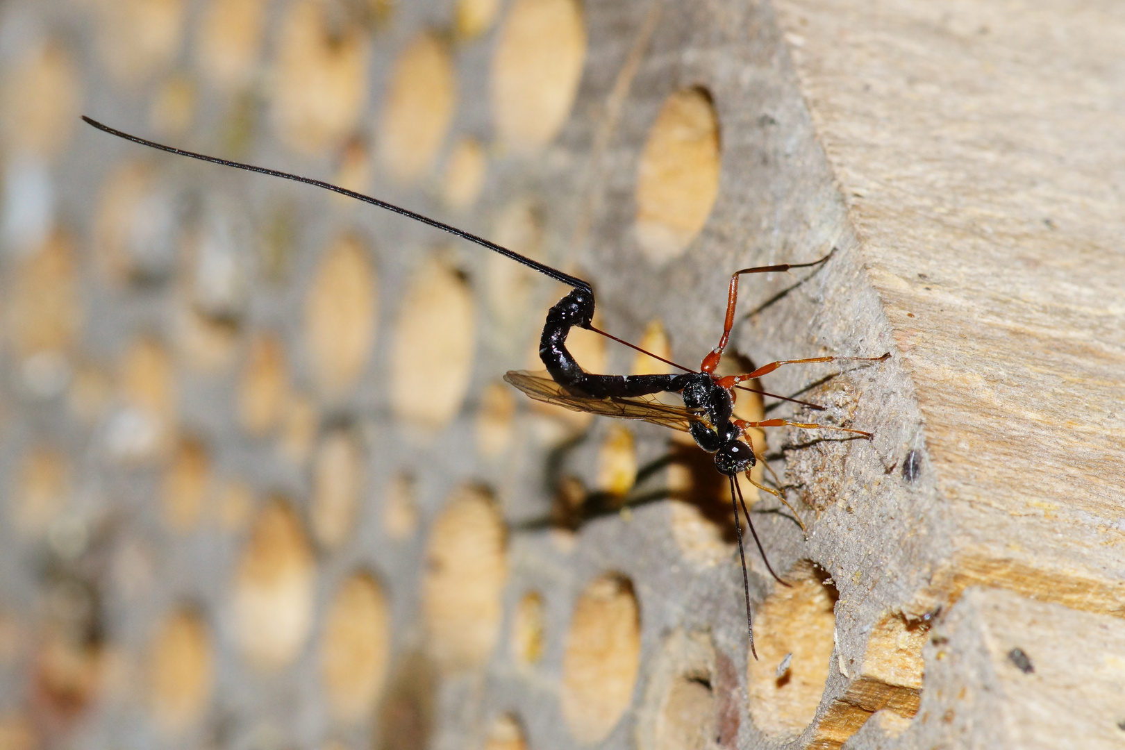 Riesenschlupfwespe, Dolichomitus sp.