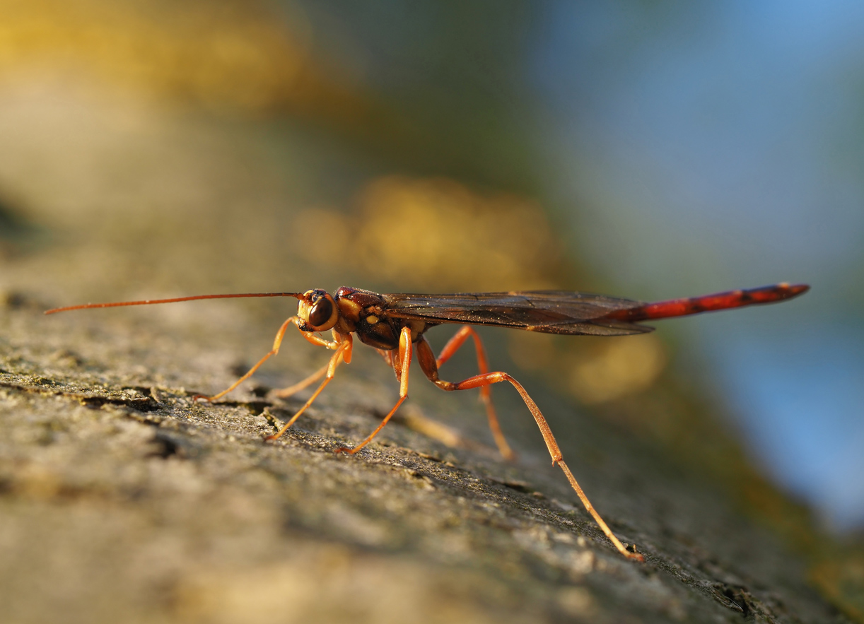 Riesenschlupfwespe