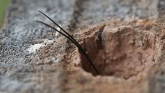 Riesenschlupfwespe (Ephialtes manifestator)