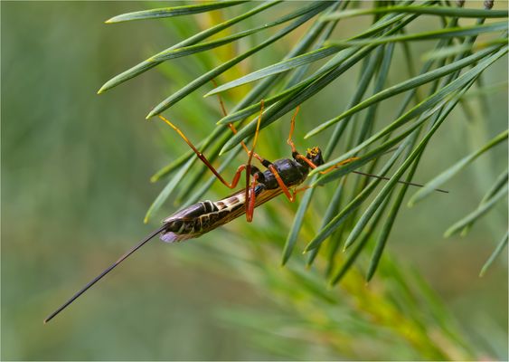 Riesenschlupfwespe