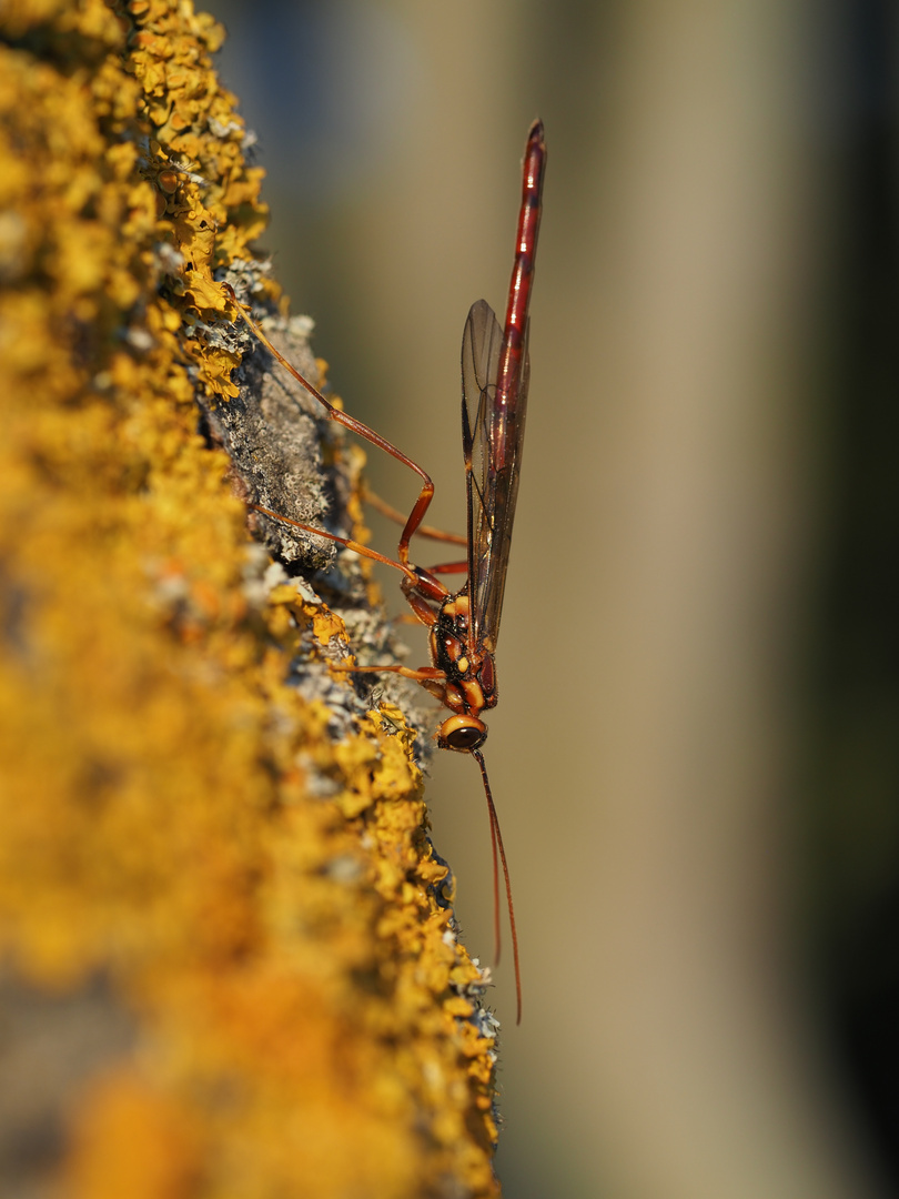 Riesenschlupfwespe (Megarhyssa perlata)