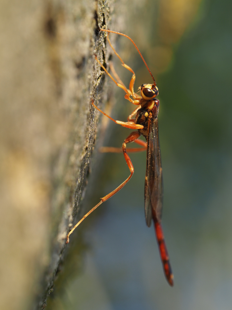 Riesenschlupfwespe (Megarhyssa perlata)