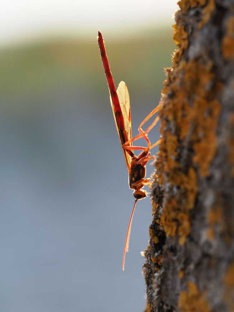 Riesenschlupfwespe (Megarhyssa perlata)