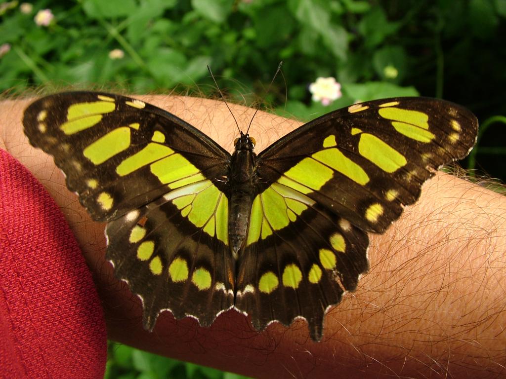 Riesenschmetterling 