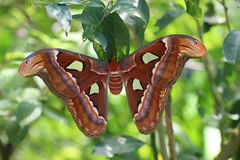 Riesenschmetterling