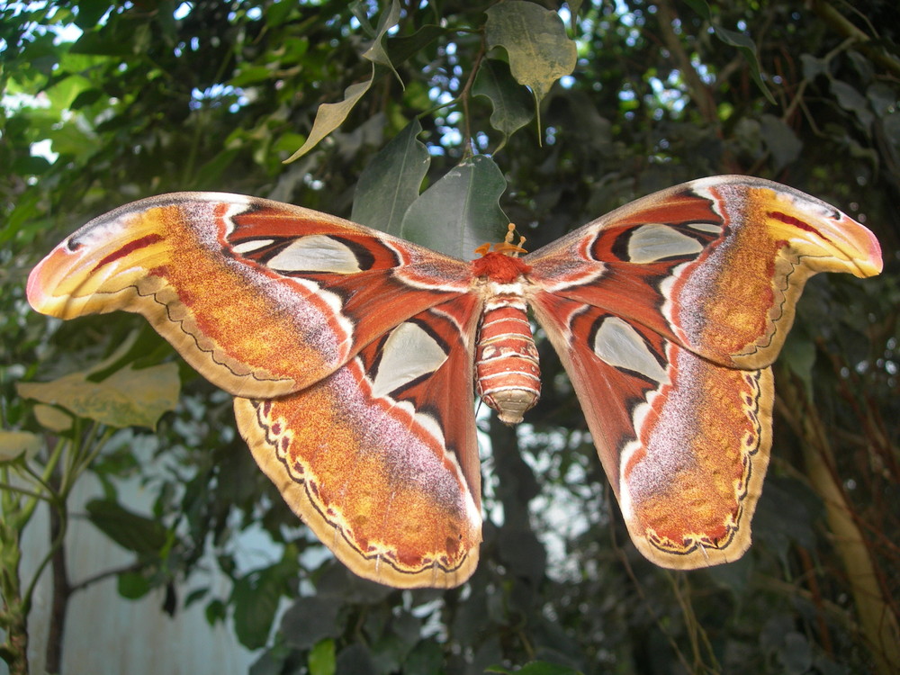 Riesenschmetterling