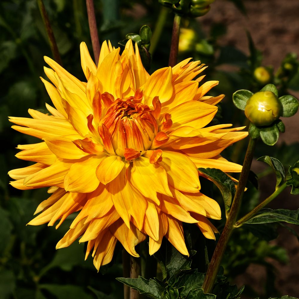 Riesenschmuckdahlie Engelhads Jubiläum