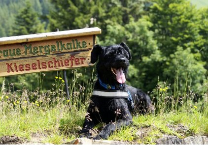 Riesenschnauzer