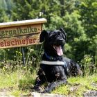 Riesenschnauzer