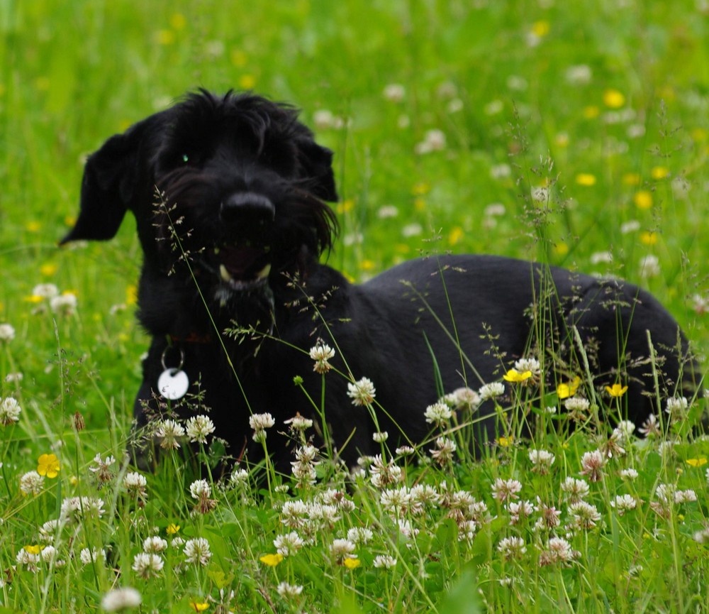 Riesenschnauzer auf der Wiese